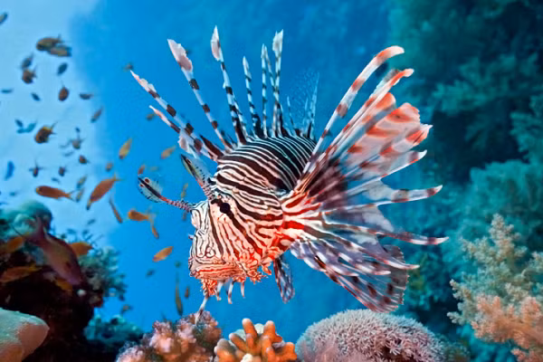 Mỗi một lần đến lứa, cá sư tử cái lại hình thành hai cụm trứng có thể gồm 15.000 quả trứng. Chúng cũng sinh sản quanh năm nên thành ra "con đàn cháu đống" siêu nhanh.