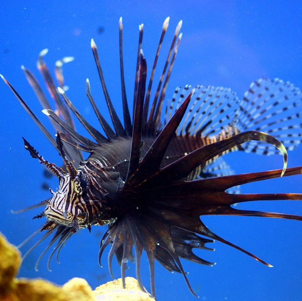 Thức ăn của cá sư tử là cá nhỏ (cá con hoặc cá kích thước nhỏ), động vật không xương sống và thân mềm. Chúng bơi lội rất thong thả, chậm như đứng yên nhưng tốc độ đớp mồi thì nhanh đến mức mắt thường không nhìn kịp.