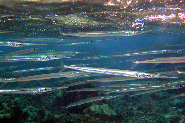 Cá nhái trở nên hung dữ, có xu hướng bay lên khỏi mặt nước với tốc độ cao là những phản ứng tự nhiên khi đối mặt với các chướng ngại vật cản đường, các kích thích khác nhau như ánh đèn vào ban đêm.