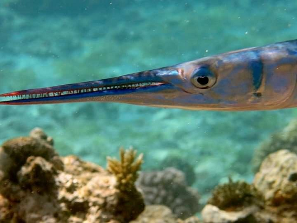 Cá nhái thường bơi sát mặt nước và thích nhảy qua chướng ngại vật như thuyền cạn hơn là bơi vòng quanh. Chúng nhảy với tốc độ lên tới 60 km/h và chiếc mỏ dài có thể đâm vào người, chướng ngại vật cản trở gây ra vết thương nghiêm trọng, đôi khi gây tử vong.