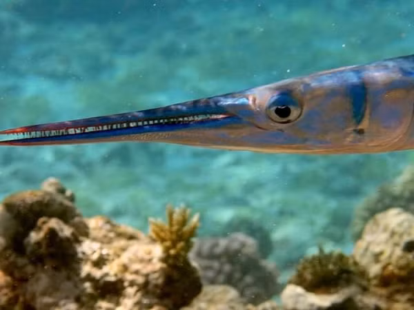 Cá nhái thường bơi sát mặt nước và thích nhảy qua chướng ngại vật như thuyền cạn hơn là bơi vòng quanh. Chúng nhảy với tốc độ lên tới 60 km/h và chiếc mỏ dài có thể đâm vào người, chướng ngại vật cản trở gây ra vết thương nghiêm trọng, đôi khi gây tử vong.