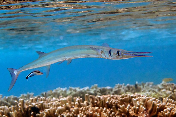 Nhưng đó không phải là những chiếc răng khiến bạn lo lắng vì chúng chỉ dùng để bắt cá nhỏ. Điều nguy hiểm nhất là sự kết hợp của chiếc mỏ dài cực kỳ nhọn và tốc độ đáng kinh ngạc của cá nhái.