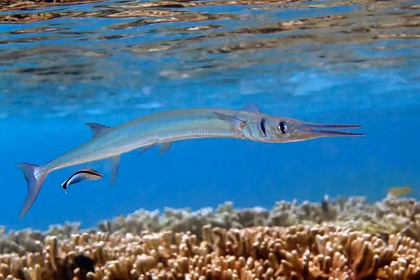 Nhưng đó không phải là những chiếc răng khiến bạn lo lắng vì chúng chỉ dùng để bắt cá nhỏ. Điều nguy hiểm nhất là sự kết hợp của chiếc mỏ dài cực kỳ nhọn và tốc độ đáng kinh ngạc của cá nhái.