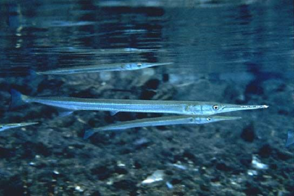 Đối với cư dân trên đảo ở Thái Bình Dương, loài cá này thể hiện sự nguy hiểm còn hơn cả cá mập, chúng thường xuyên xuất hiện ở khu vực rạn san hô.