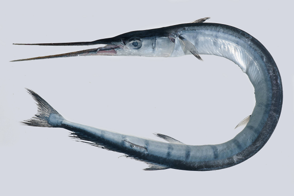 Đã có rất nhiều cái chết liên quan đến cá nhái được ghi nhận. Cá nhái là một loài ăn thịt, có đặc điểm nổi bật nhất là chiếc mỏ dài, hẹp đầy những chiếc răng nhọn như răng cưa.