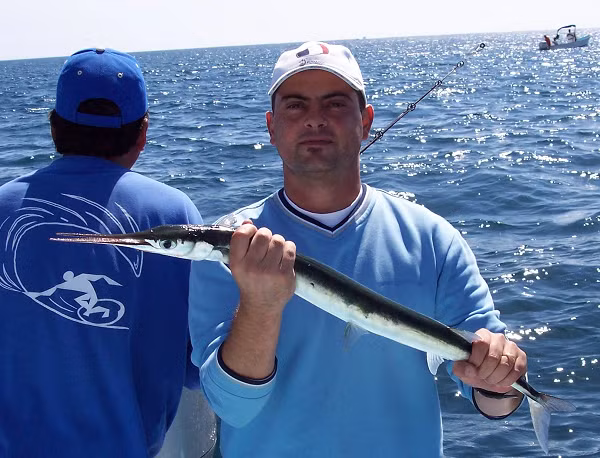 Trường hợp khác là cậu bé 16 tuổi người Việt Nam vào năm 2007, bị cá nhái đâm xuyên tim khi đang lặn biển mò hải sâm vào ban đêm tại vịnh Hạ Long.