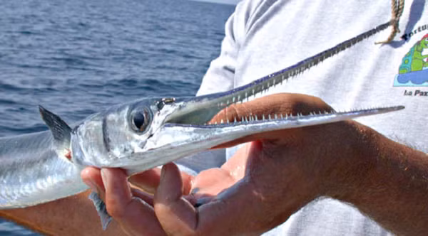 Năm 2018, một con cá nhái đã gây ra cái chết cho một học viên lực lượng đặc biệt của Hải quân Thái Lan. Năm 1977, một bé trai 10 tuổi người Hawaii đi đánh cá ban đêm với cha tại vịnh Hanamaulu, Kaua'I đã bị cá nhái nhảy khỏi mặt nước đâm xuyên vào mắt và não.