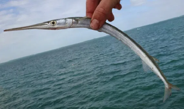 Nếu bạn đang ở vùng nước mà cá nhái đang bơi lội gần đó, hãy rời khỏi khu vực đó hoặc phải cực kỳ cẩn thận, vì bạn không bao giờ biết khi nào "ngọn giáo sống" có thể nhảy ra khỏi mặt nước và tấn công vào bạn.