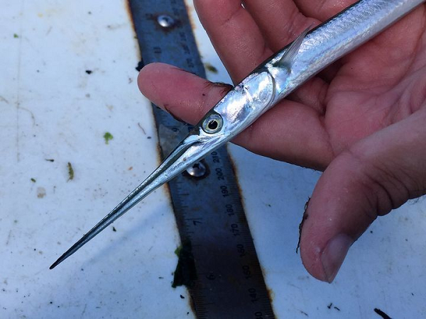 Những người đánh cá và thợ lặn ban đêm ở các khu vực trên Thái Bình Dương đã phải hứng chịu dựng nhiều "cuộc tấn công" từ đàn cá nhái liên tục nhảy về phía nguồn sáng.