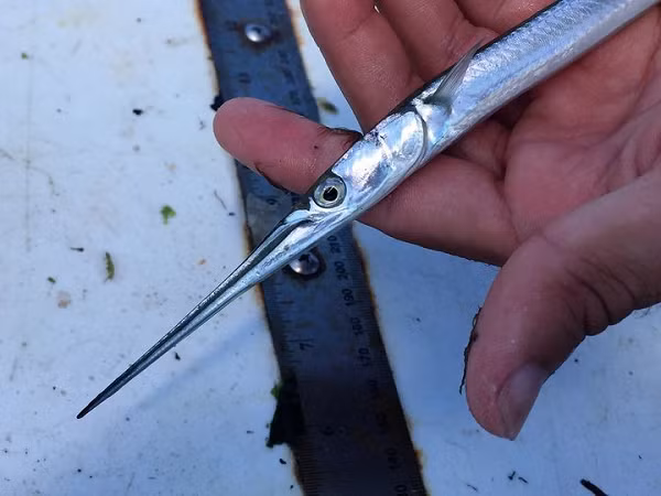 Những người đánh cá và thợ lặn ban đêm ở các khu vực trên Thái Bình Dương đã phải hứng chịu dựng nhiều "cuộc tấn công" từ đàn cá nhái liên tục nhảy về phía nguồn sáng.