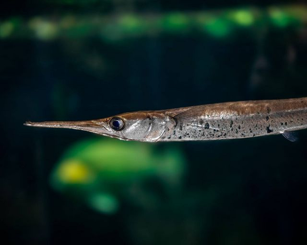 Cá nhái sinh sản thông qua giao phối và đẻ trứng. Cá đực thường cưỡi cá cái trên những con sóng khi chúng giao phối.