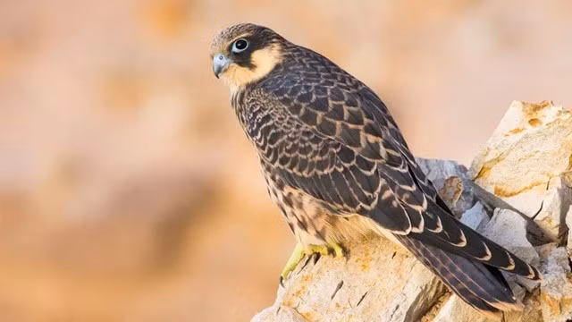 Mới đây, các nhà khoa học đã phát hiện loài chim ưng Eleonora (Falco eleonorae) sinh sản ở Địa Trung Hải và ngoài khơi bờ biển phía tây bắc châu Phi có cách săn mồi độc đáo: Bắt sống và nhốt con mồi trong "nhà tù đá".