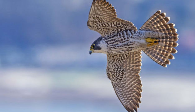 Mỗi khi quan sát được con mồi, chúng sẽ bay thẳng về phía con mồi với tốc độ có thể đạt tới 322km/giờ.