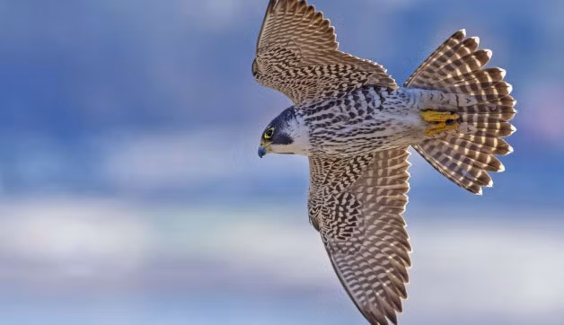 Mỗi khi quan sát được con mồi, chúng sẽ bay thẳng về phía con mồi với tốc độ có thể đạt tới 322km/giờ.