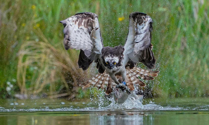 Chim ưng vẫn được coi là một trong những kẻ săn mồi nguy hiểm nhất bầu trời với những cú bắt mồi thực sự "nhanh như cắt". Trong ảnh, kẻ săn mồi với sải cánh khổng lồ và đôi mắt vàng dữ tợn đang quắp chặt một con cá và bay lên từ mặt nước. Ảnh: SWNS.