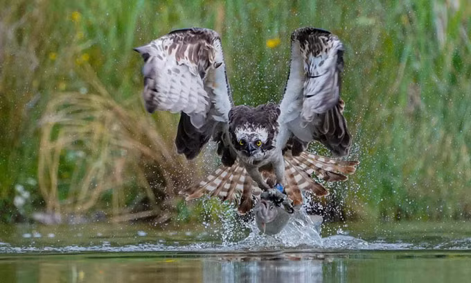 Chim ưng vẫn được coi là một trong những kẻ săn mồi nguy hiểm nhất bầu trời với những cú bắt mồi thực sự "nhanh như cắt". Trong ảnh, kẻ săn mồi với sải cánh khổng lồ và đôi mắt vàng dữ tợn đang quắp chặt một con cá và bay lên từ mặt nước. Ảnh: SWNS.
