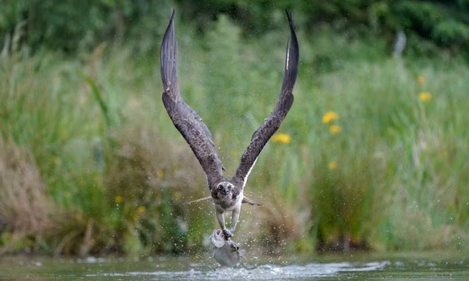 Với những móng vuốt sắc nhọn, chim ưng biển dễ dàng quắp chặt được con mồi rồi dang đôi cánh lớn bay lên.