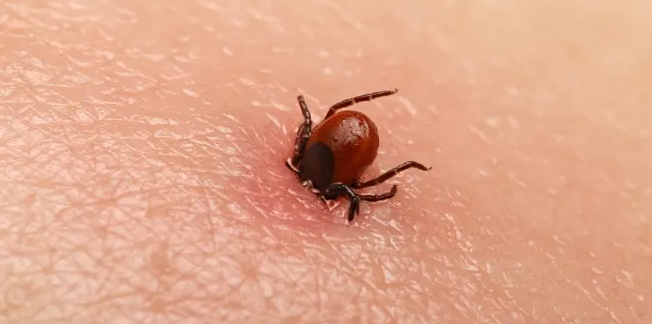 Sot mo gay tu vong: Trieu chung benh de nham lan