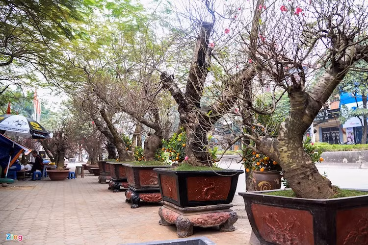 Đến 15 tháng Chạp mới vào mùa tất bật việc bán hoa đào nhưng những ngày gần đây, trên đường Lạc Long Quân, Võ Chí Công, hàng chục cửa hàng, nhà vườn đã bày khắp con phố thu hút khách ghé xem.