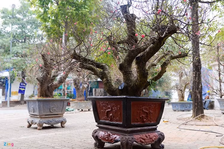  Vườn đào của anh Tuấn Anh trên đường Lạc Long Quân bày 20 đến 25 gốc đào với giá thuê từ 15 đến 40 triệu đồng/gốc. Ước tính trong đợt Tết năm nay, anh sẽ bán và cho thuê khoảng 300 gốc.