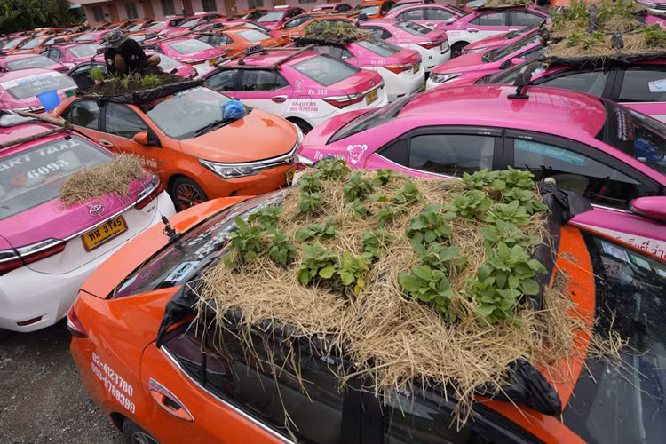 Ảnh hưởng từ đại dịch khiến các hãng taxi không thể hoạt động bình thường, thêm vào đó là giá taxi quá thấp dẫn đến thu nhập của các tài xế giảm đáng kể. Ảnh: somosprensa