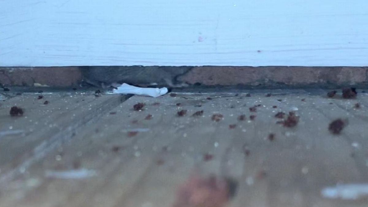 Chinh quyen boi thuong cho ba bau vi nha qua... nhieu chuot