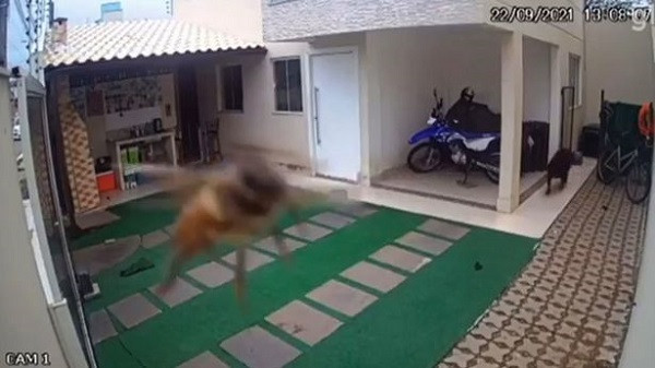 Noi da ga vi canh ong sat thu tan cong cho nha den chet-Hinh-2