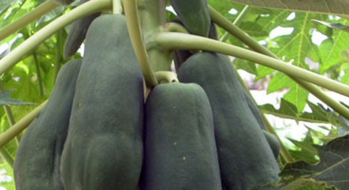 Meo hay chua mut leo o mat