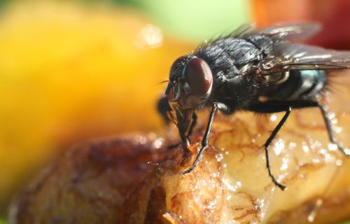 Nước bị ô nhiễm. Sử dụng nước bị ô nhiễm để uống hoặc nấu thức ăn là một con đường dẫn đến sự lây lan của bệnh viêm gan A.