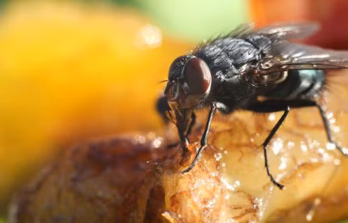 Nước bị ô nhiễm. Sử dụng nước bị ô nhiễm để uống hoặc nấu thức ăn là một con đường dẫn đến sự lây lan của bệnh viêm gan A.