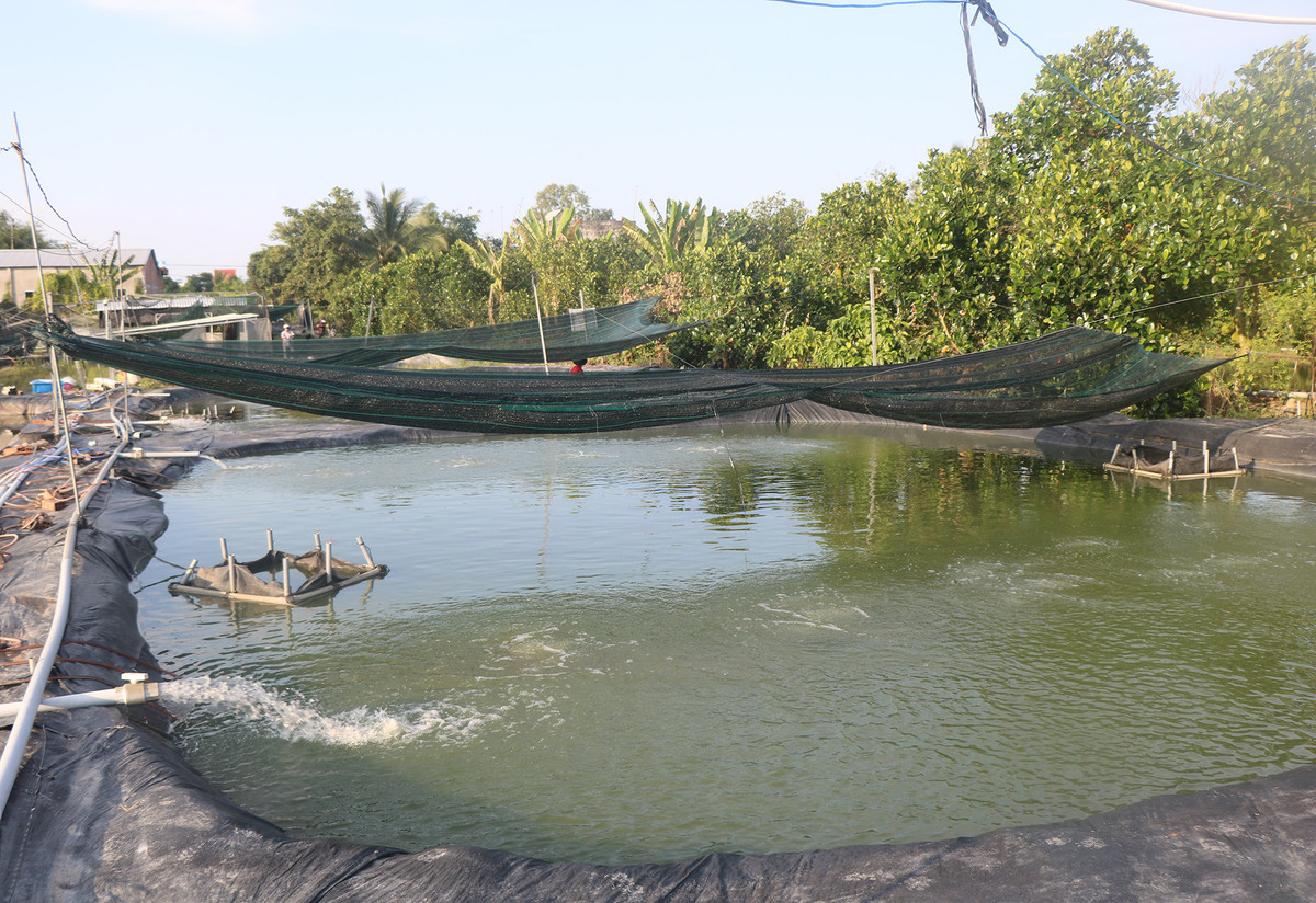 Cử nhân dược bỏ việc về quê nuôi ‘nhân sâm nước’ - Hình 2 Cu nhan duoc bo viec ve que nuoi ‘nhan sam nuoc’-Hinh-2