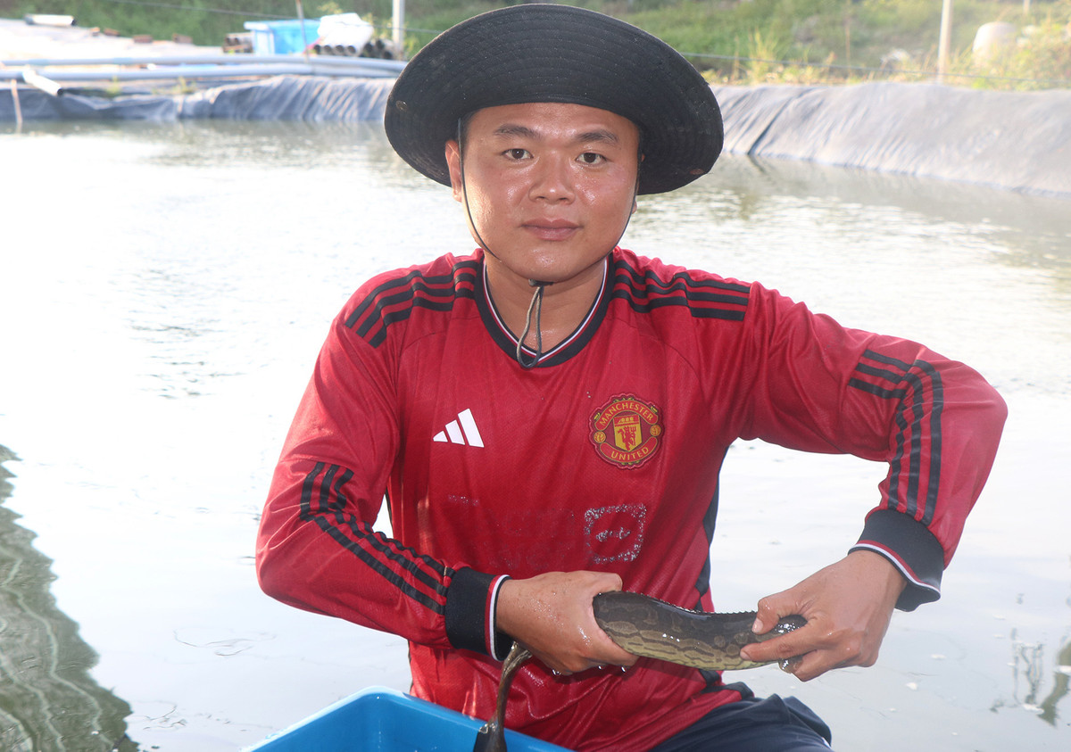 Cử nhân dược bỏ việc về quê nuôi ‘nhân sâm nước’ Cu nhan duoc bo viec ve que nuoi ‘nhan sam nuoc’