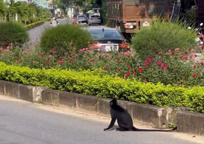 Một người dân ở Quảng Bình bị voọc tấn công Mot nguoi dan o Quang Binh bi vooc tan cong