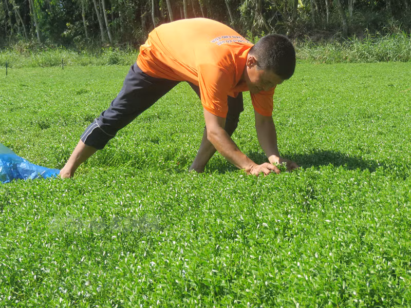 Nong dan Ben Tre trong rau dang thu nhap hon 20 trieu dong/thang