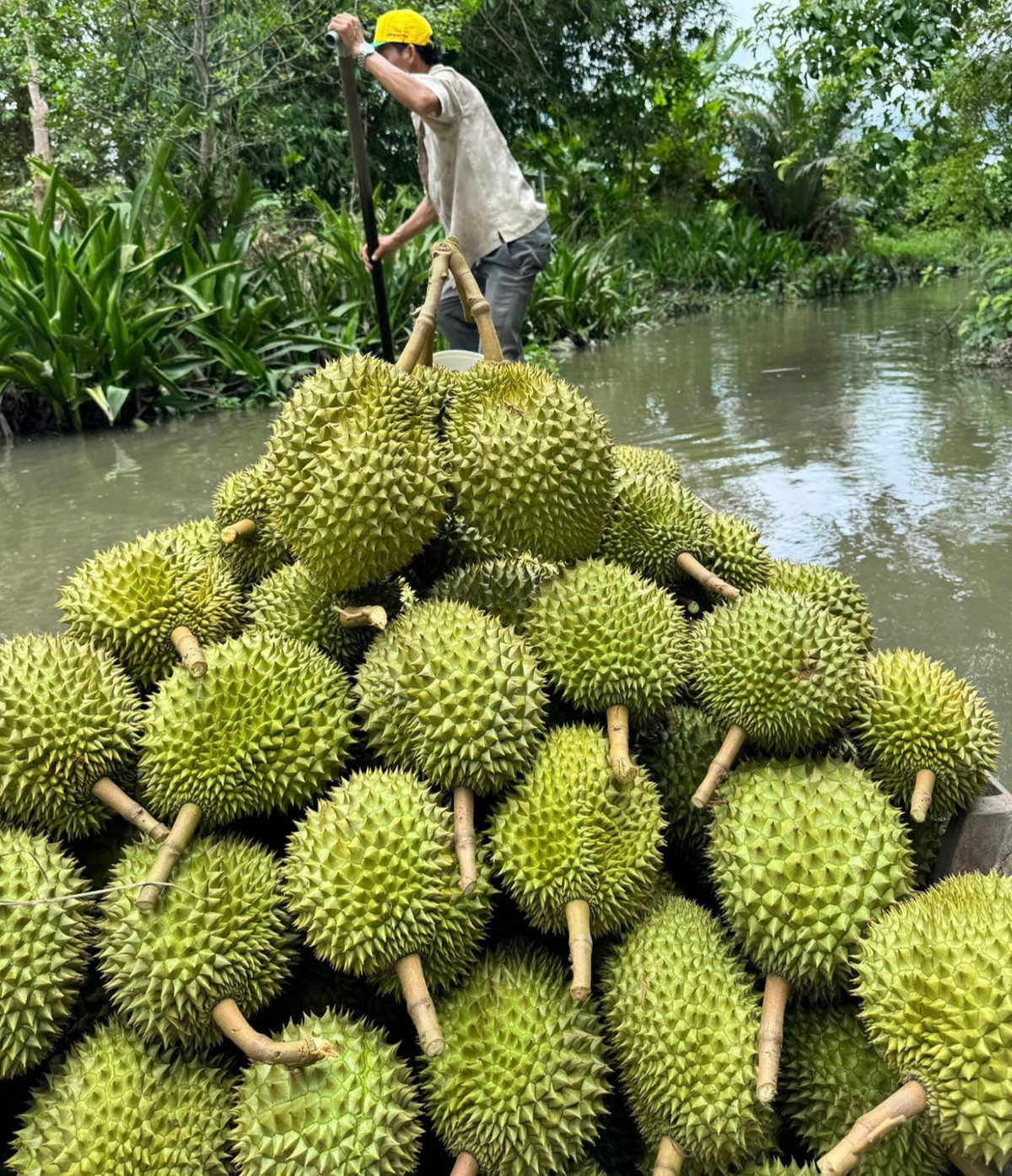 Sau rieng giup Viet Nam thu ve thu 16.850 ty/thang