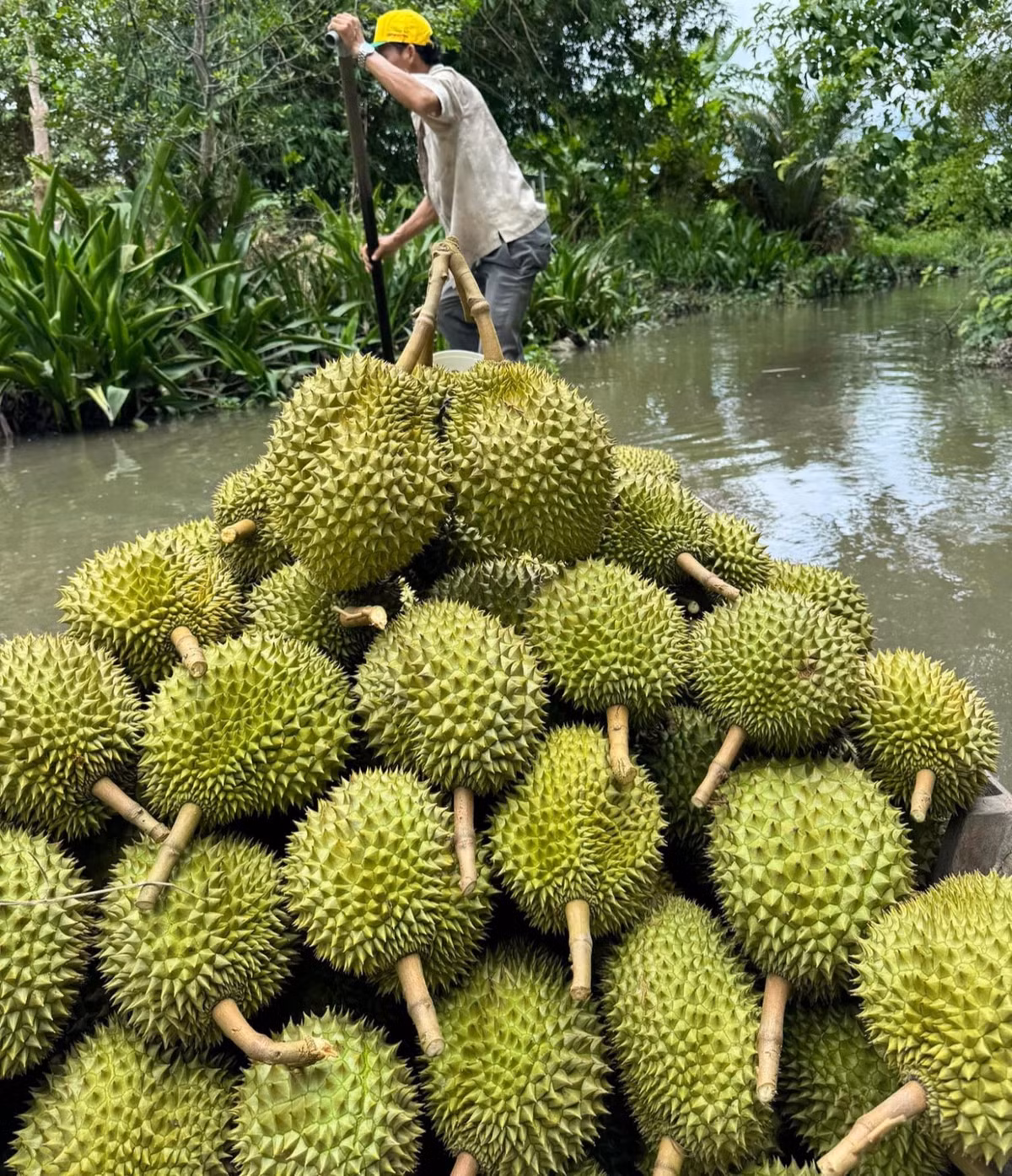 Sau rieng giup Viet Nam thu ve thu 16.850 ty/thang