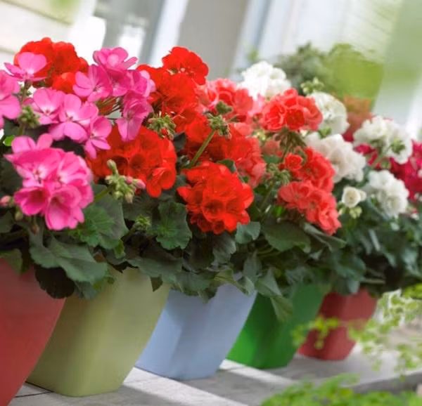 6 loai hoa cuc dep khien ruoi muoi khong dam ben mang vao nha-Hinh-4