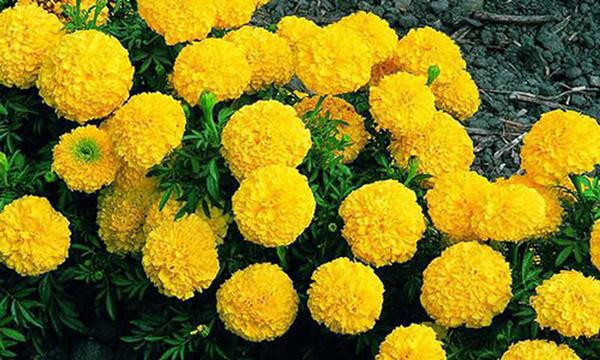 6 loai hoa cuc dep khien ruoi muoi khong dam ben mang vao nha-Hinh-3