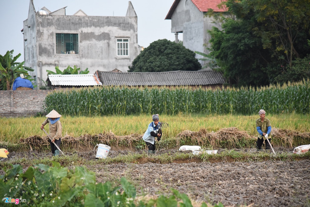 Những người nông dân tại đây cho biết thi thoảng lại được sư Toàn thuê trồng trọt, canh tác. Họ làm việc cho trụ trì chùa Nga Hoàng với tinh thần "làm công quả", tuy nhiên mỗi người vẫn được sư trả cho một khoản tiền công nhật.