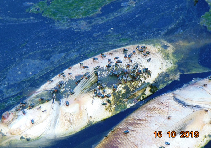 Hình ảnh hồ Ngả 2 chuyển màu, cá chết nổi lềnh bềnh trước đó do ảnh hưởng của nước thải Công ty TNHH MTV Gia cầm Hòa Phát Phú Thọ khiến người dân vô cùng bức xúc.