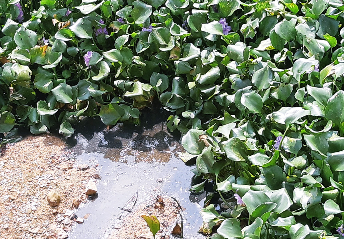 Nước thải từ khu trại chăn nuôi gà của Công ty TNHH MTV Gia cầm Hòa Phát Phú Thọ chảy xuống hố sâu bên trên bề mặt được phủ bèo sau đó nước thải chảy thẳng ra hồ Ngả 2.