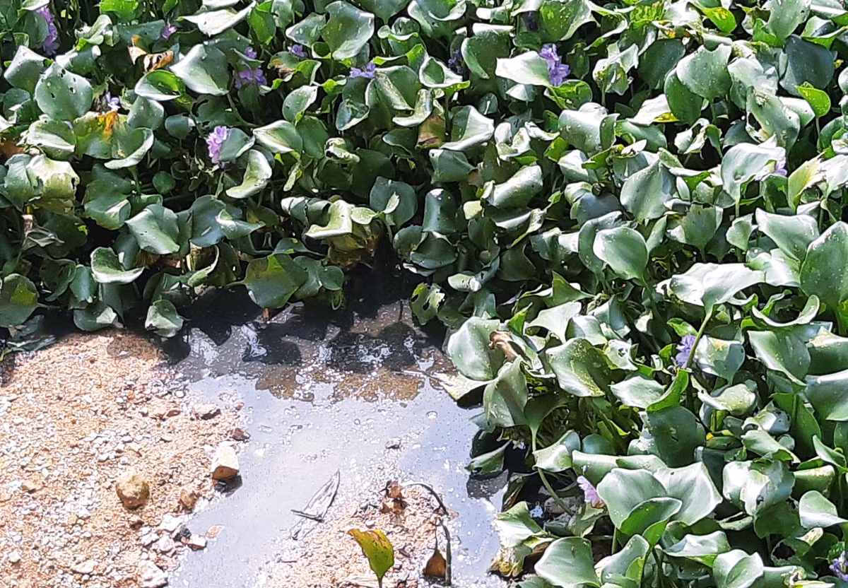 Nước thải từ khu trại chăn nuôi gà của Công ty TNHH MTV Gia cầm Hòa Phát Phú Thọ chảy xuống hố sâu bên trên bề mặt được phủ bèo sau đó nước thải chảy thẳng ra hồ Ngả 2.