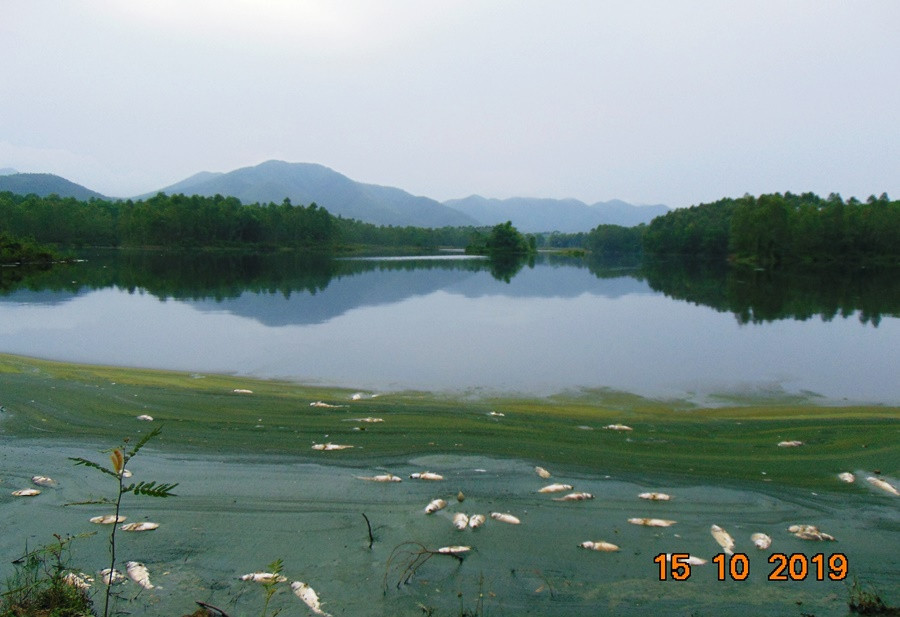 Nước hồ Ngả 2 ô nhiễm khiến cá chết hàng loạt, nổi trắng quanh hồ.