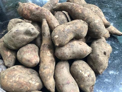 Loai cu “la” giong het khoai lang khien chi em thich thu