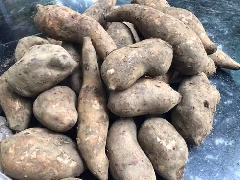 Loai cu “la” giong het khoai lang khien chi em thich thu