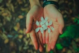 Trong rừng nguyên sinh, không khó để tìm thấy những cây cổ thụ vài người ôm không xuể. Vì quanh năm được mây mù bao phủ, độ ẩm trong rừng rất cao. Rêu mọc hầu như từ gốc đến ngọn cây, tạo vẻ đẹp huyền ảo, thần tiên. Nghỉ ngơi, tản bộ dưới những tán cây rợp mát làm bạn có cảm giác vô cùng thư thái, dễ chịu. Mọi ồn ào của cuộc sống như tan biến cùng những gợn mây là là bên sườn núi.