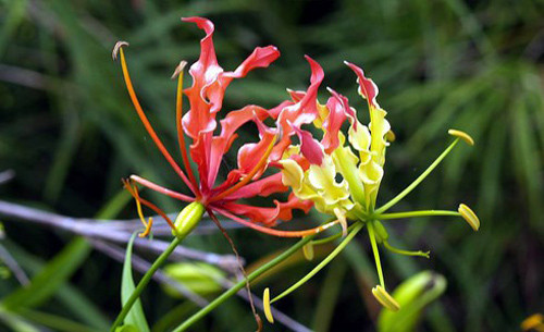 Nhung loai hoa dep vo cung nhung an chua chat doc gay chet nguoi-Hinh-2