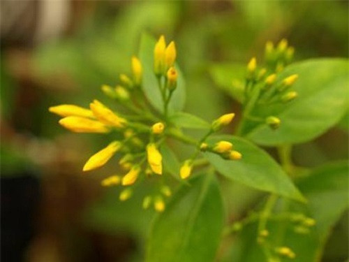 Nhung loai hoa dep vo cung nhung an chua chat doc gay chet nguoi-Hinh-4