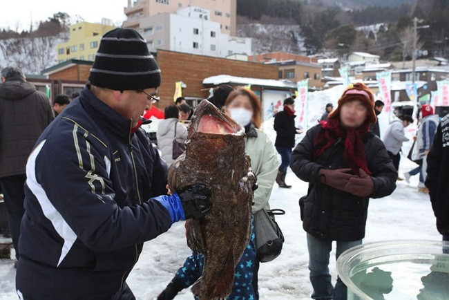 Cá được bắt trong mùa đông khi trọng lượng của chúng tăng hơn bình thường một chút.