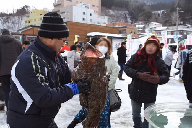 Cá được bắt trong mùa đông khi trọng lượng của chúng tăng hơn bình thường một chút.